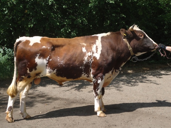 ДУНКАН 1917 КСКП-182